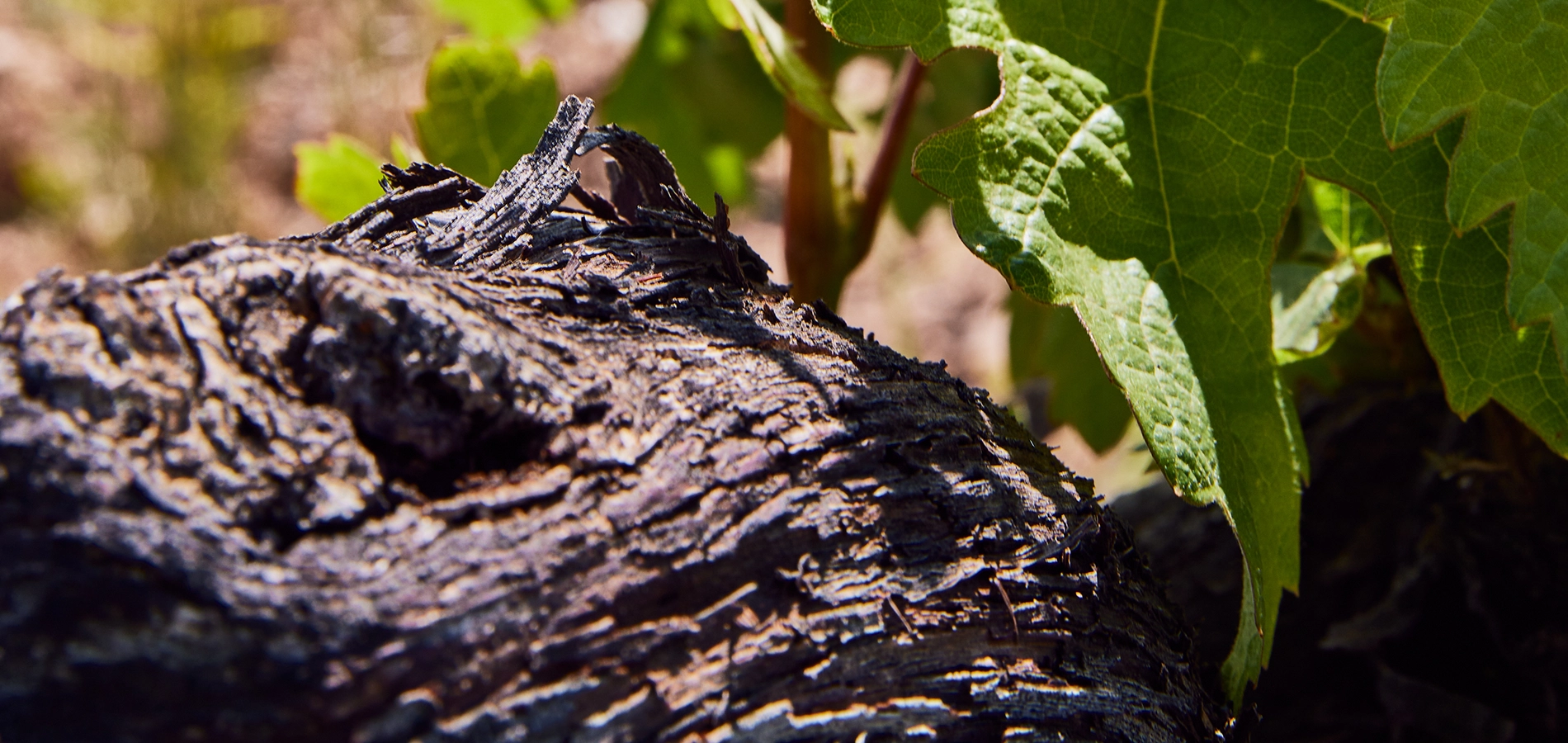 Viñedo de Pago de los Estares en Fompedraza Ribera del Duero