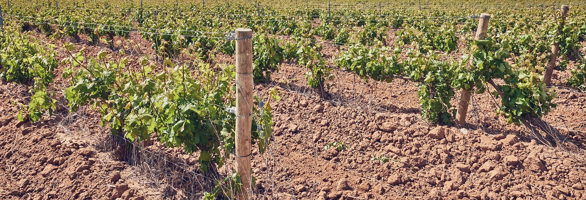 Viñedo de Pago de los Estares en Fompedraza Ribera del Duero